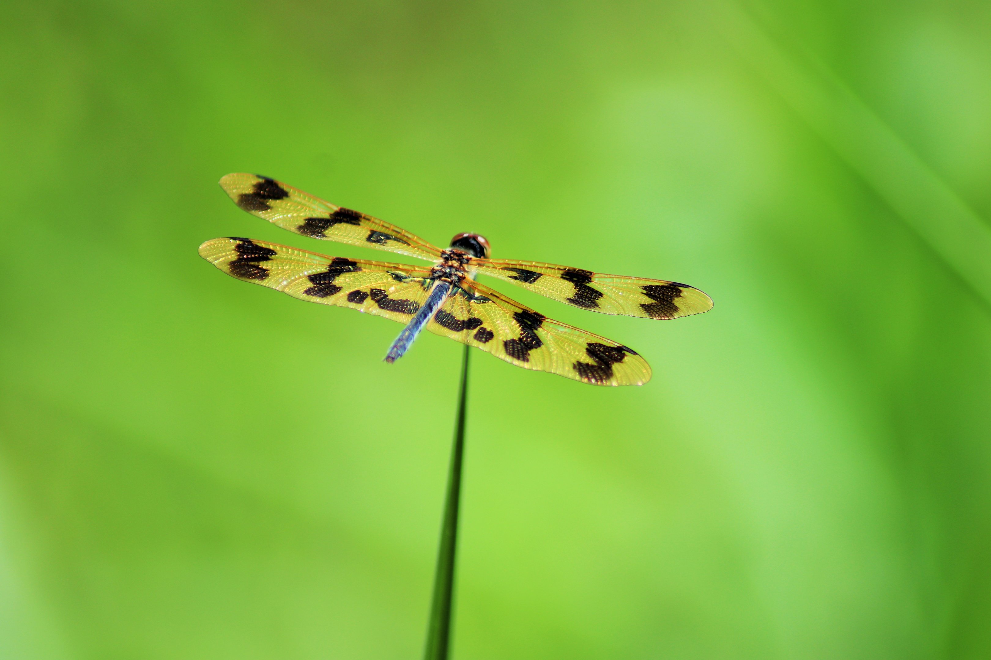 Graphic Flutterer (Rhyothemis graphiptera)