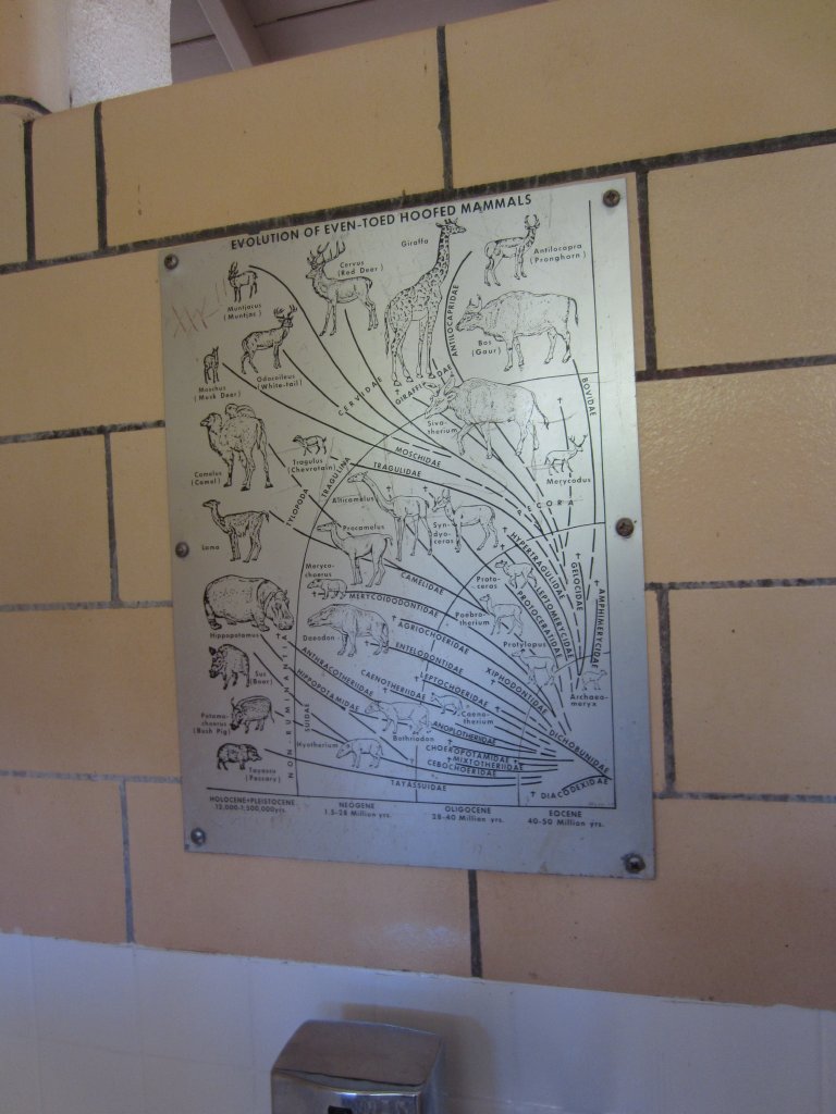 Graphic in the male toilets