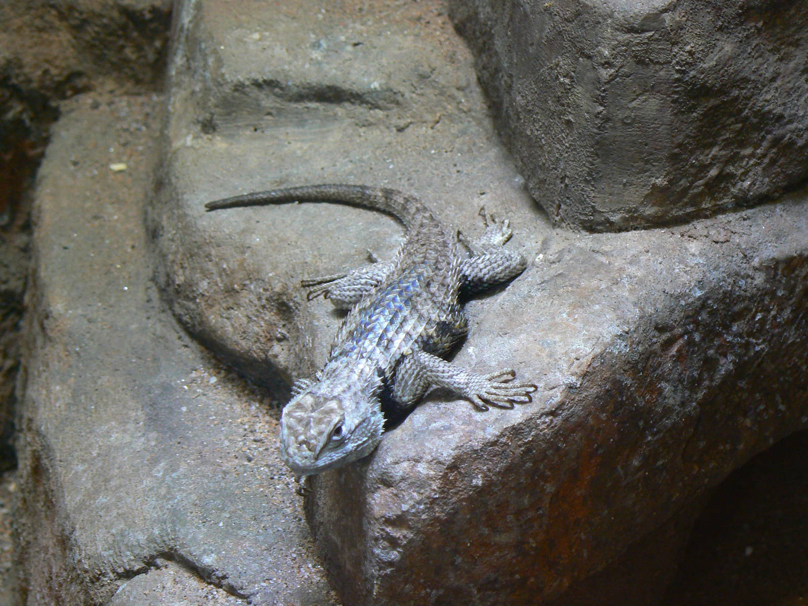 Graphic Spiny Lizard - 12 June 2016, Askham Bryan College