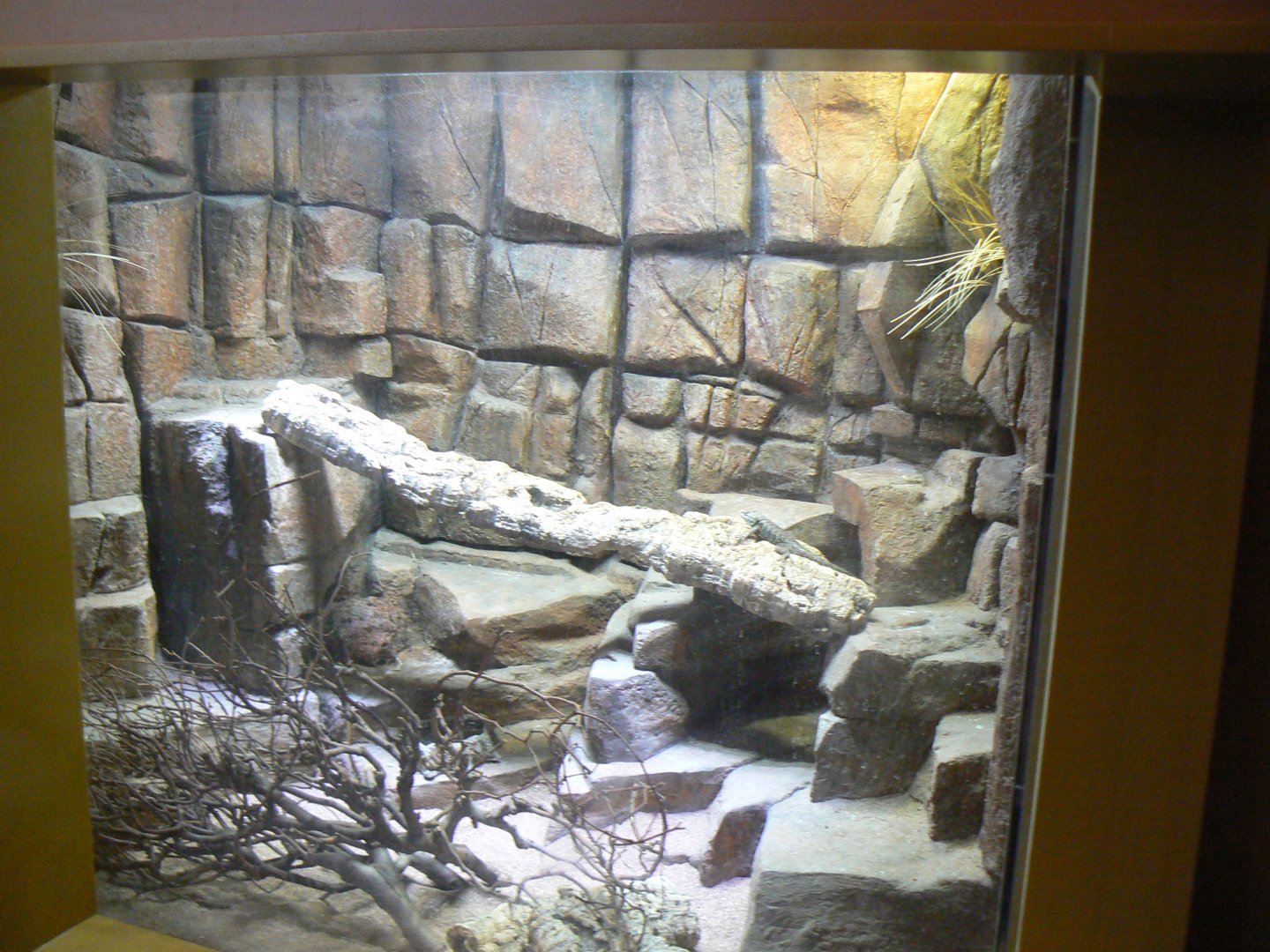 Graphic Spiny Lizard Enclosure - 12 February 2018