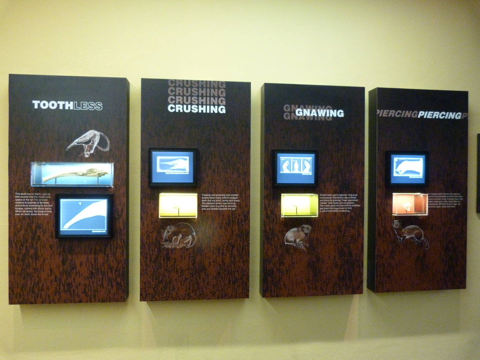 Graphics - Small Mammal House 12-4-12