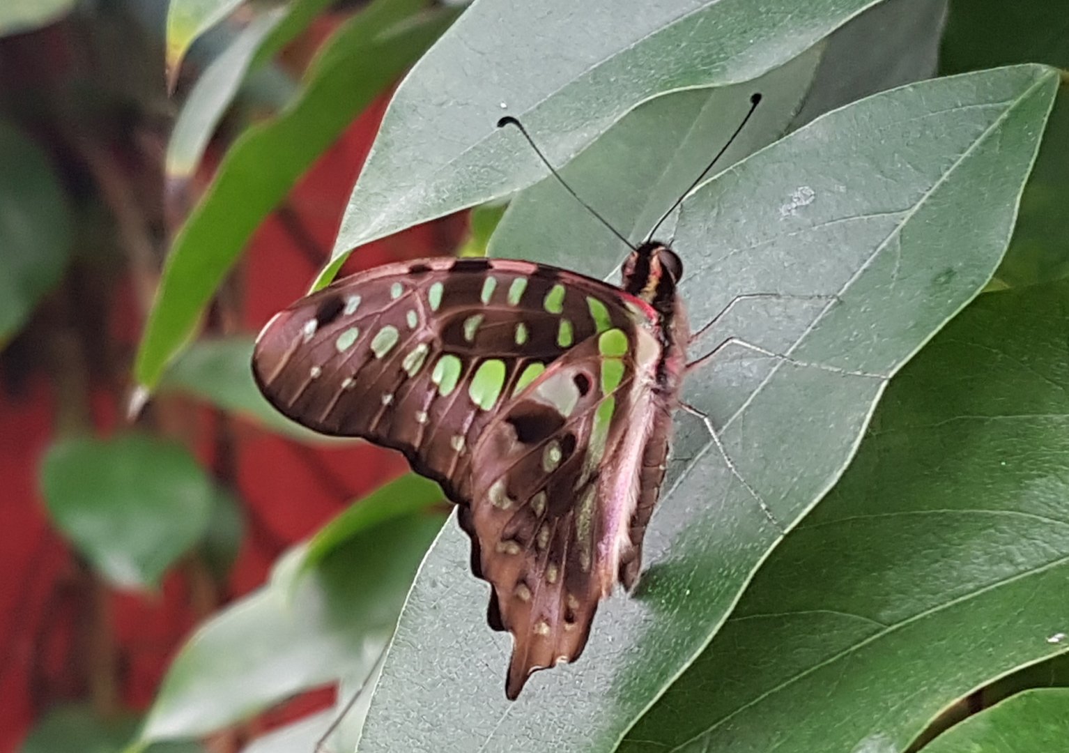 Graphium agamemnon