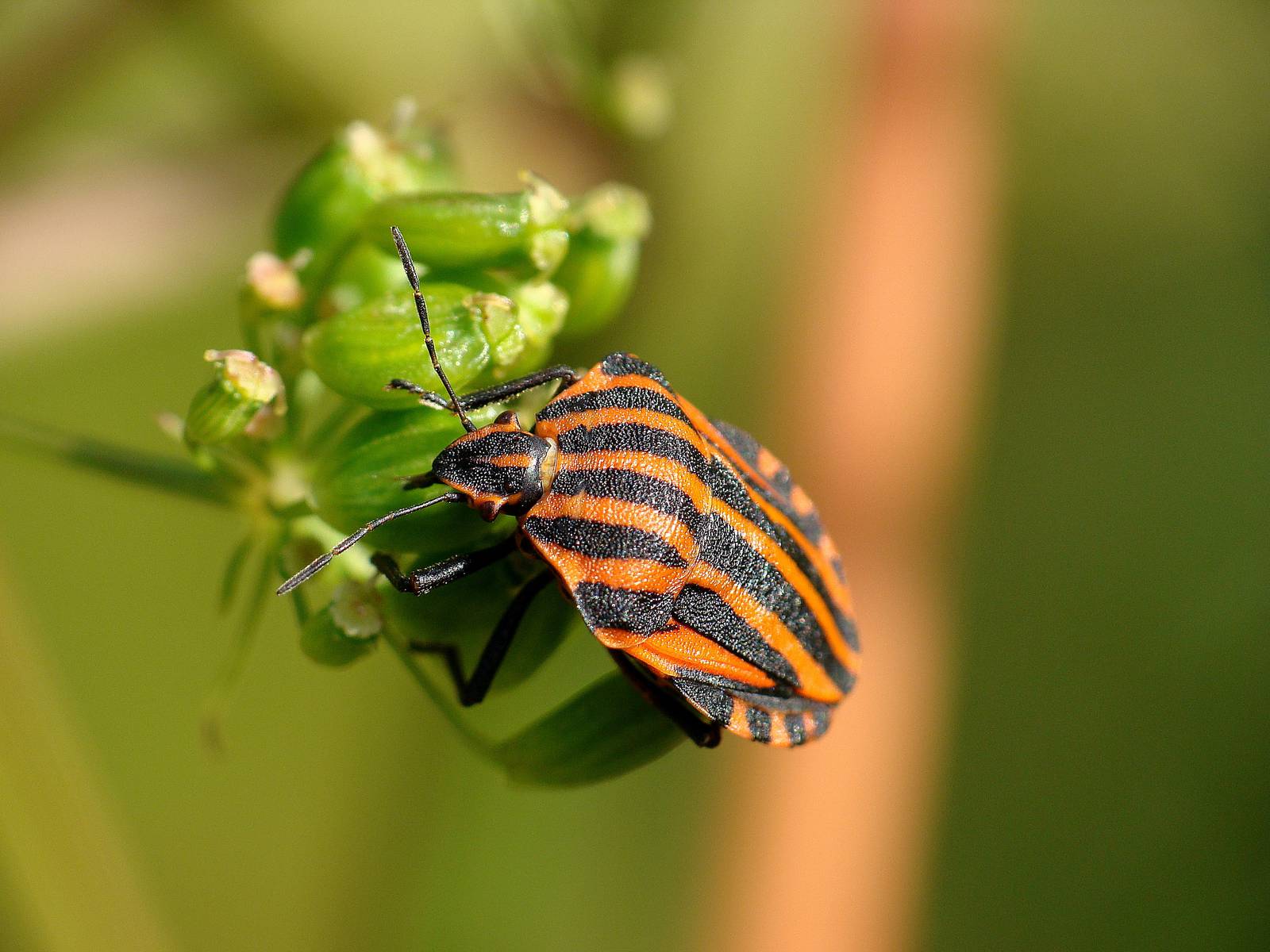 Graphosoma lineatum