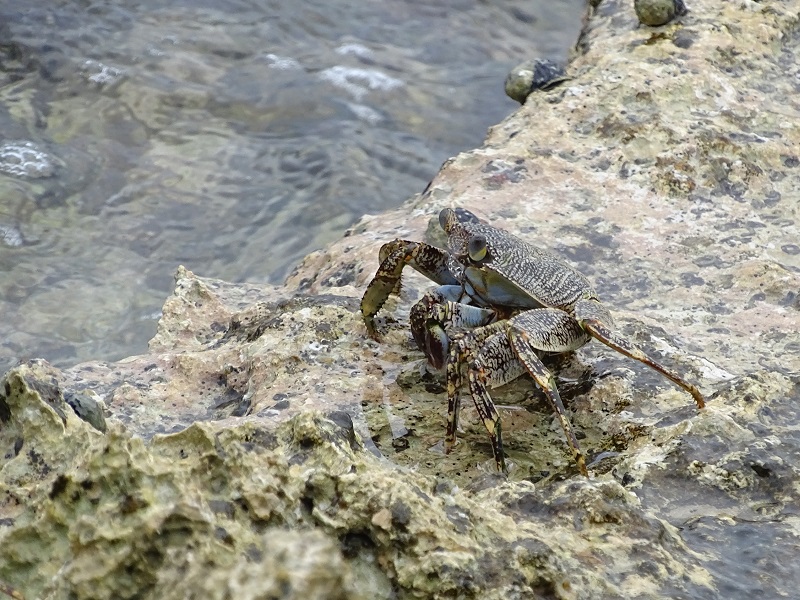 Grapsus grapsus