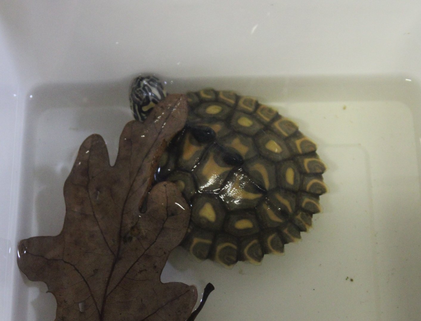 Graptemys flavimaculata