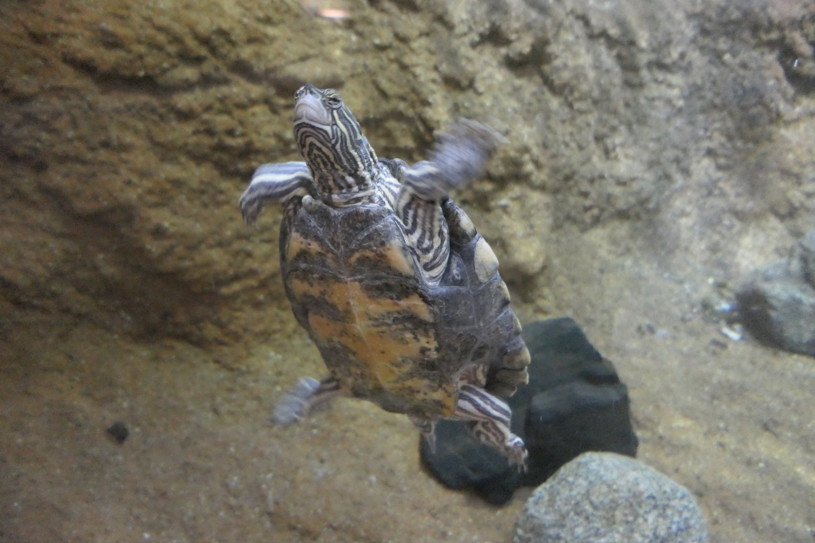 Graptemys nigrinoda subspecies ID?