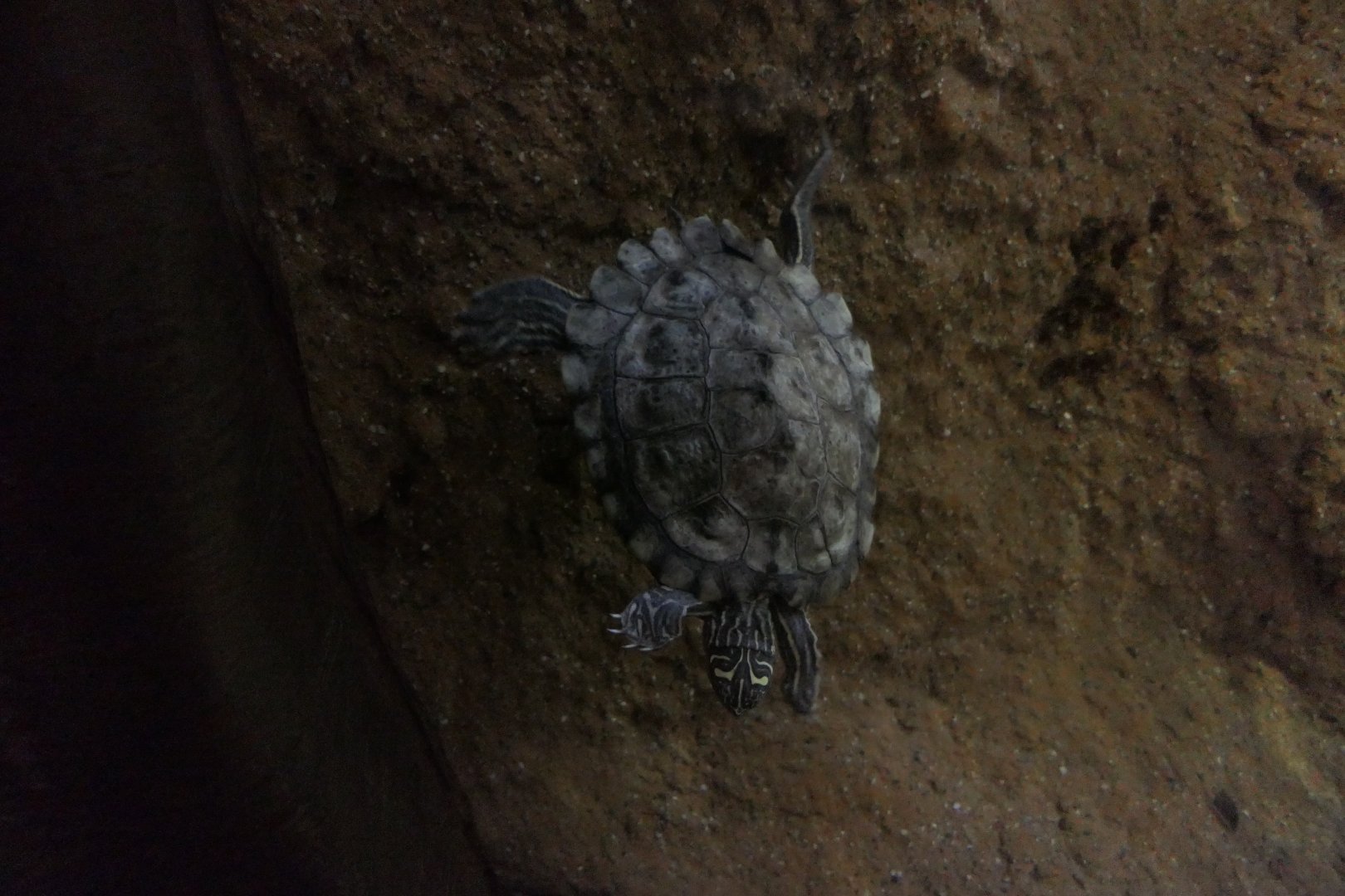 Graptemys nigrinoda subspecies ID?