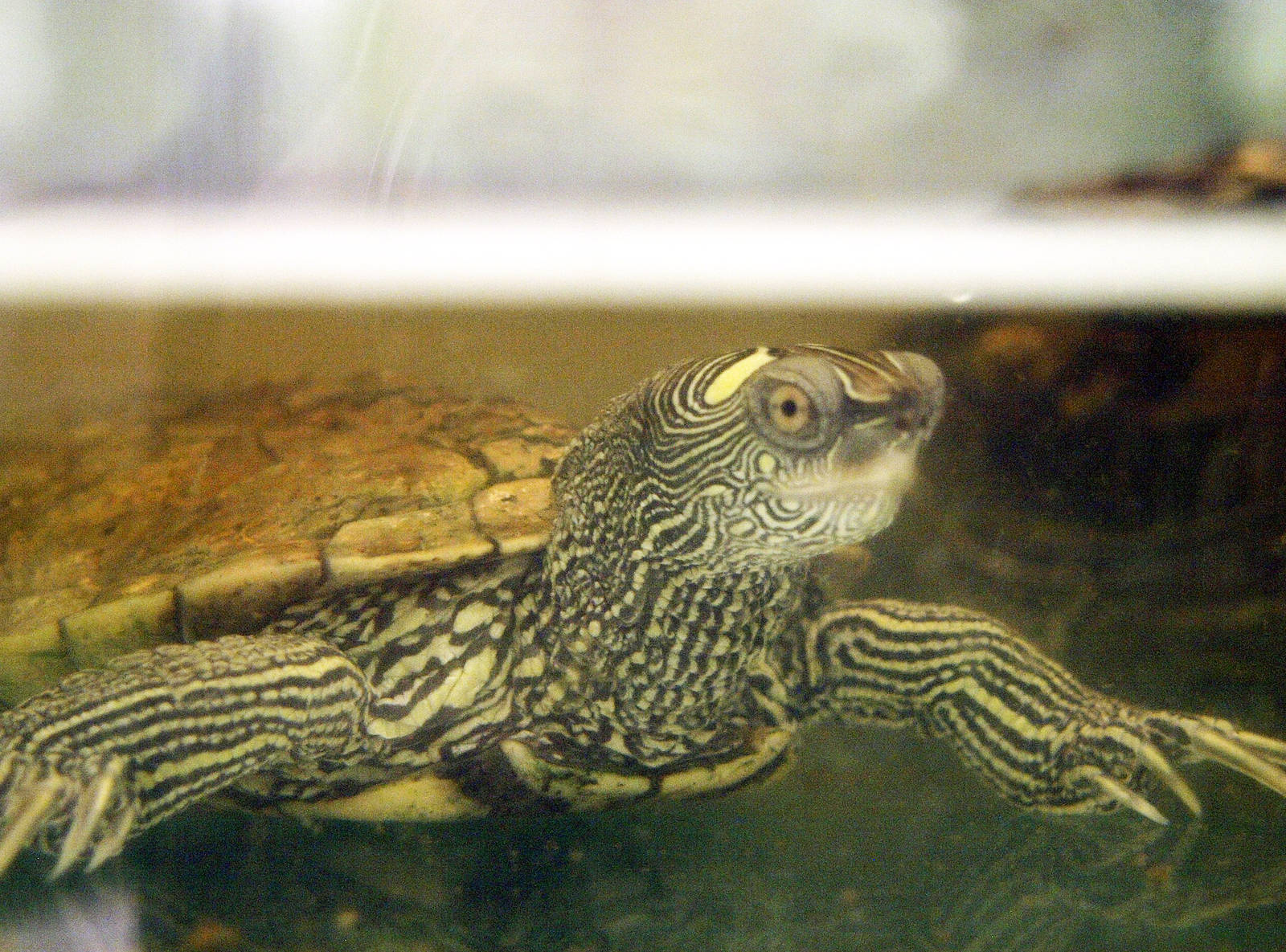 Graptemys pseudogeographica