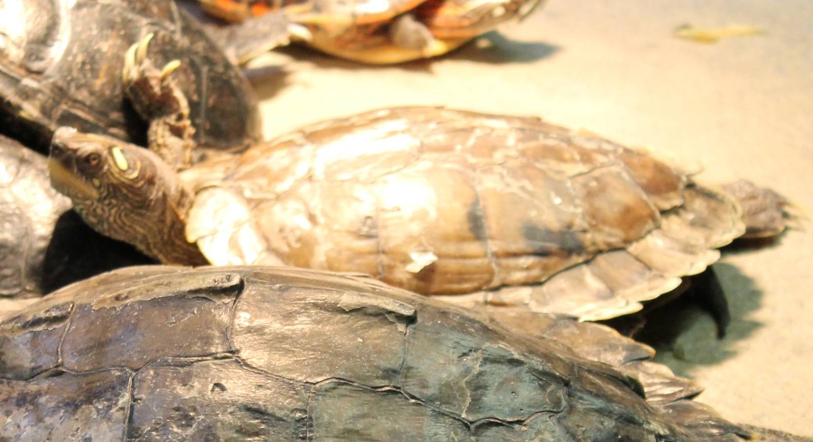 Graptemys pseudographica