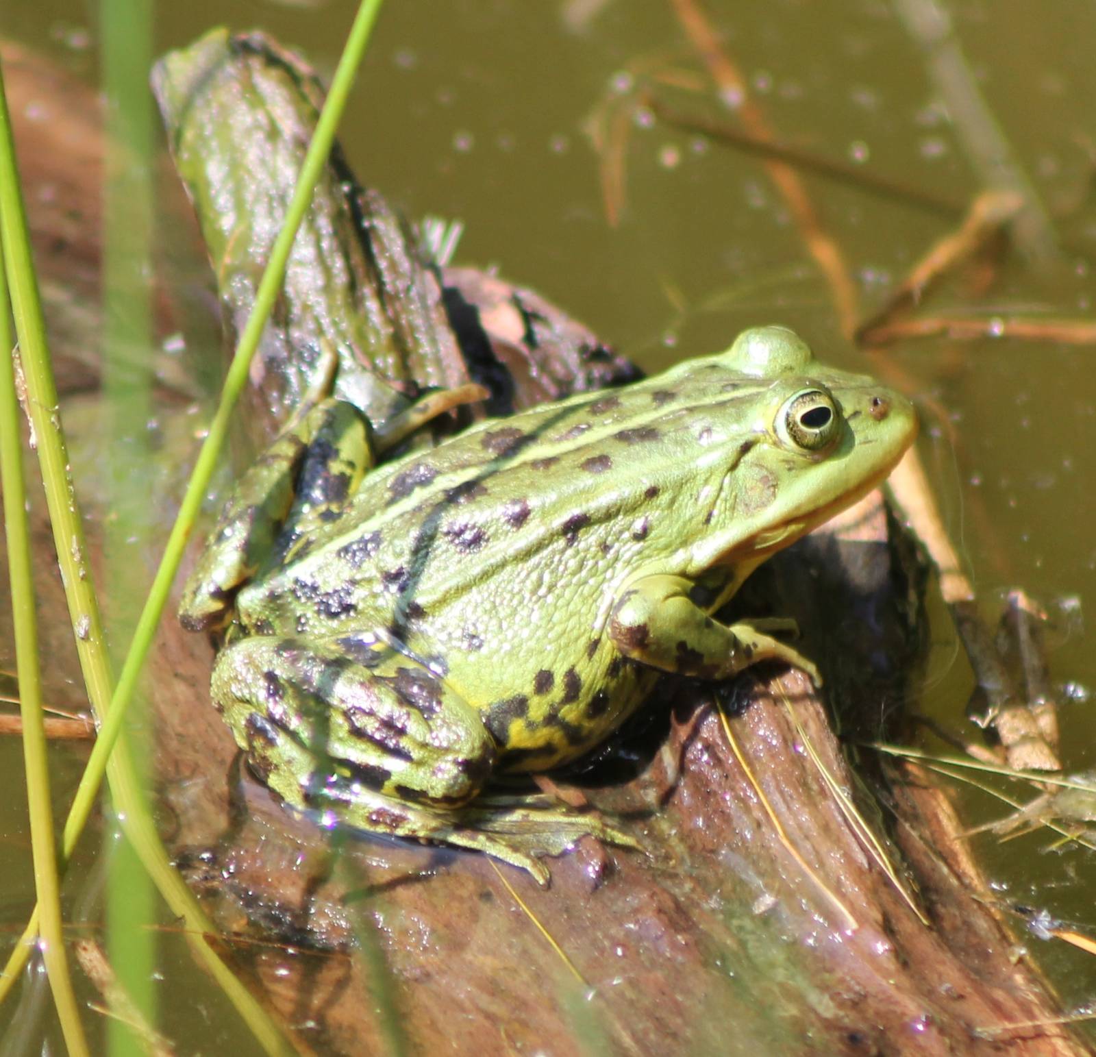 Grasfrog