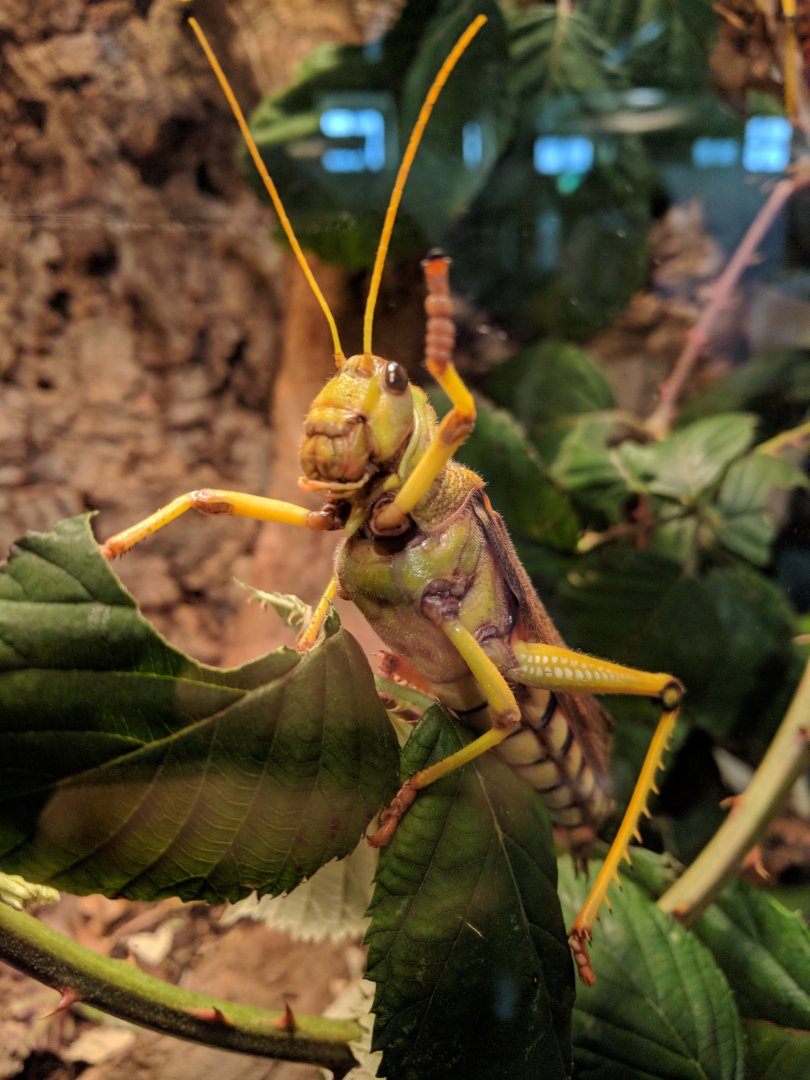 Grashopper says hello Wilhelma 2019