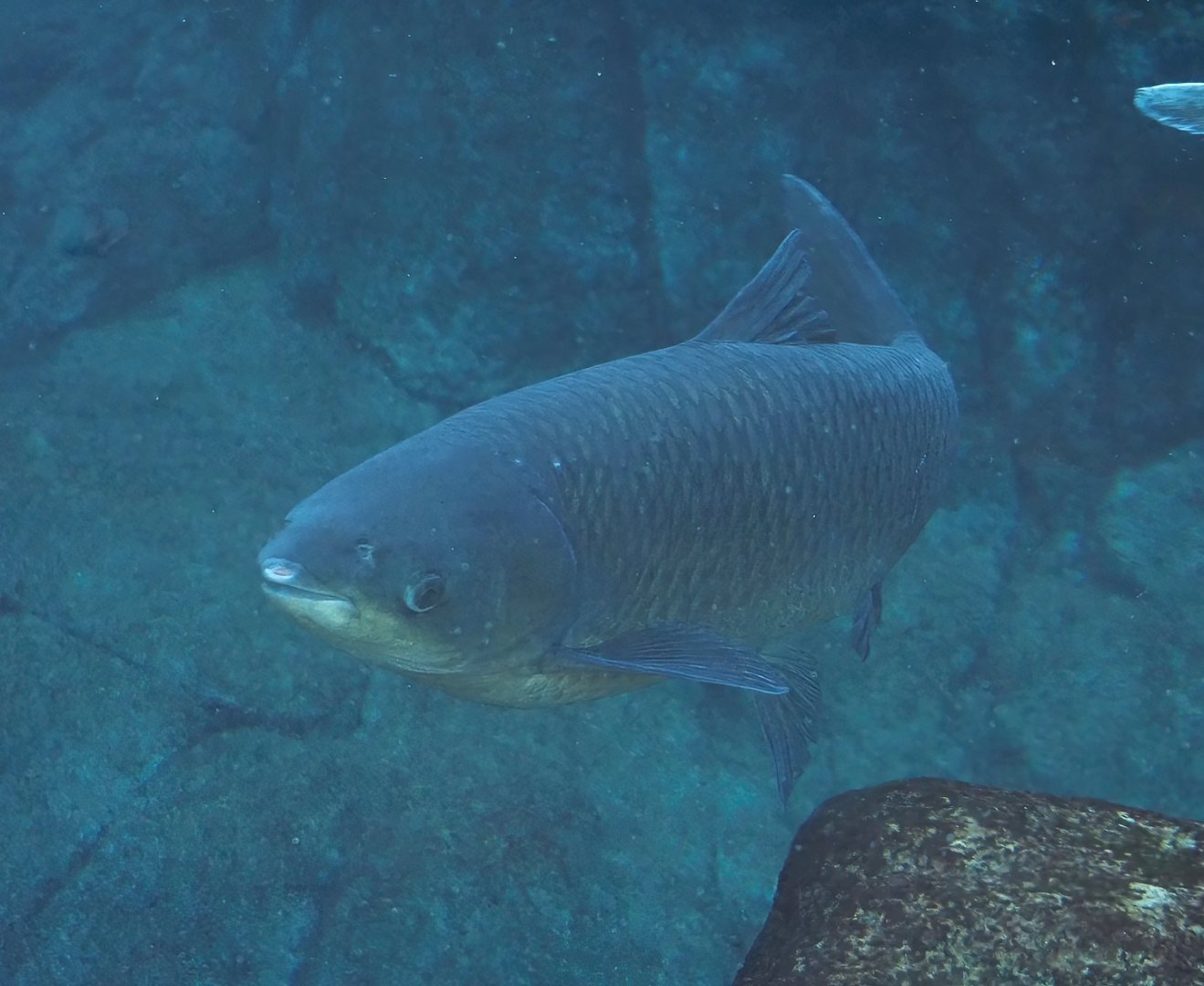 Grass carp (Ctenopharyngodon idella), 2025-11-30