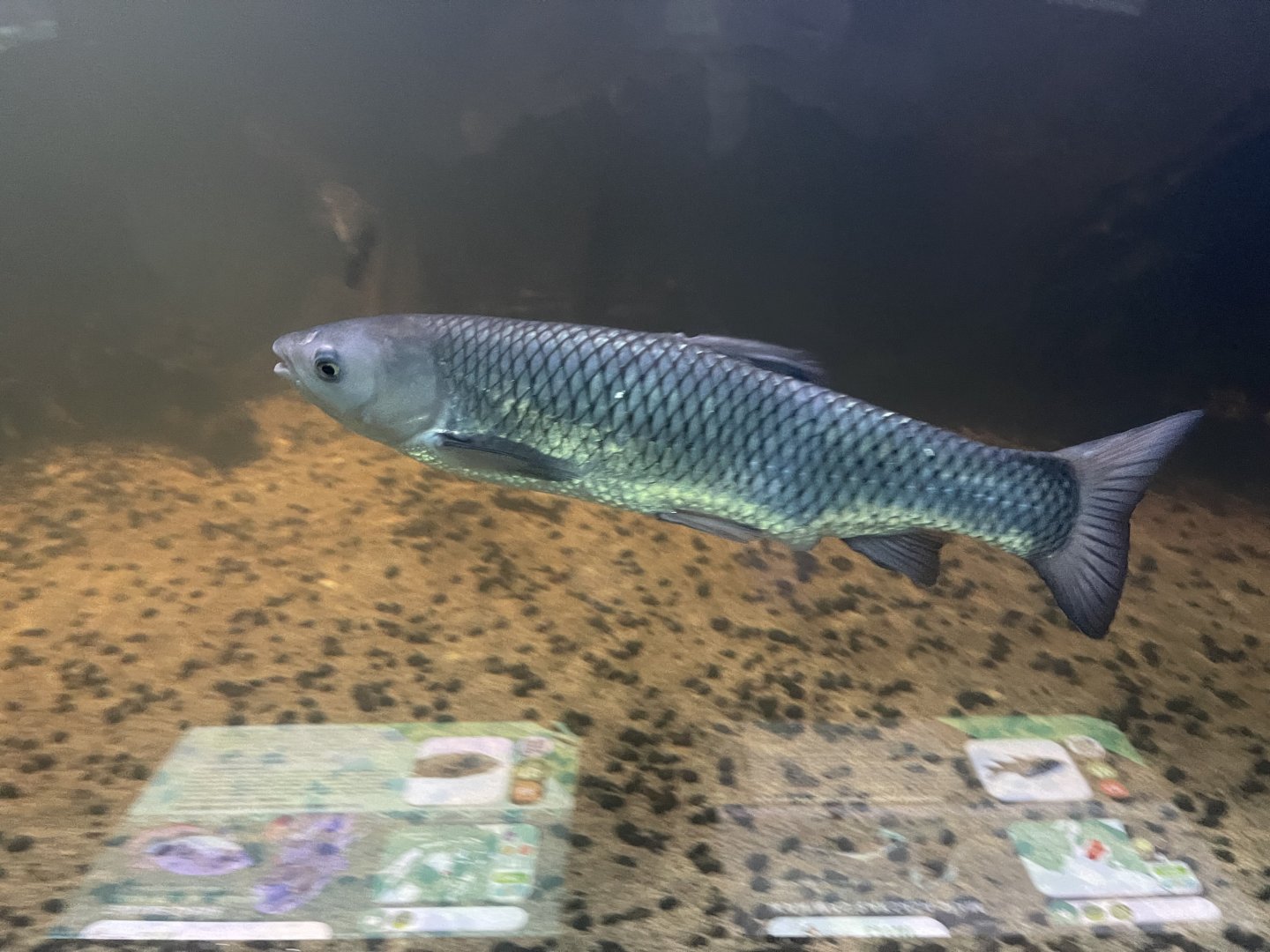 grass carp (ctenopharyngodon idella) - dunia air tawar