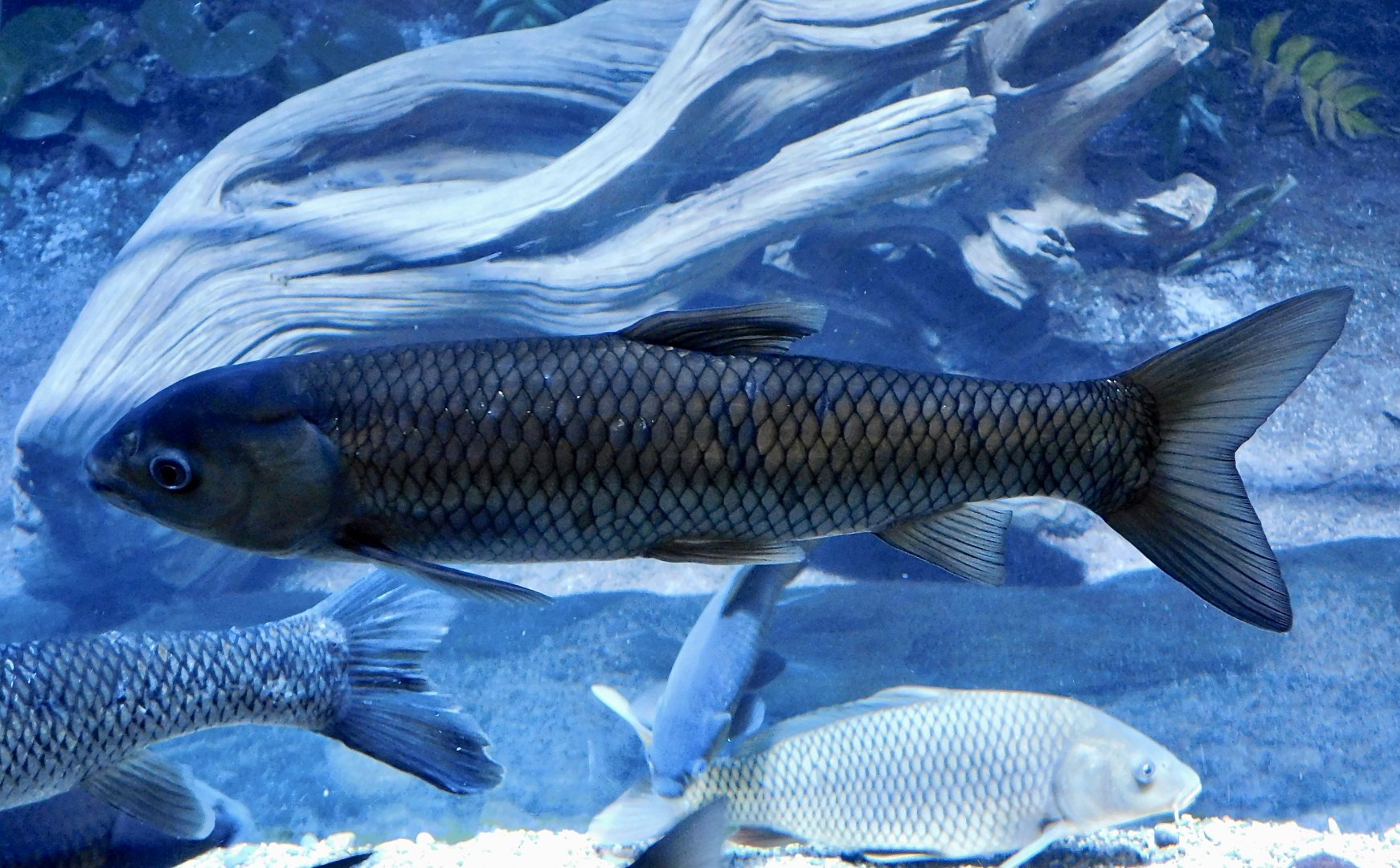 Grass Carp (Ctenopharyngodon idella) - Kawasui Kawasaki Aquarium October 21, 2025