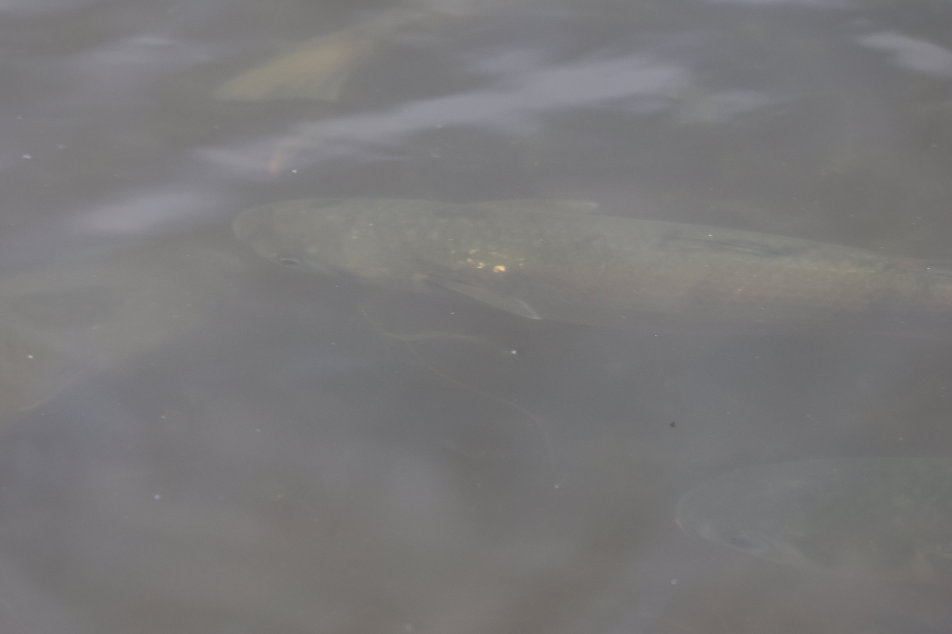 Grass Carp (Ctenopharyngodon idella) school, Waimanu Lagoons Reserve (Waikanae, Wellington)