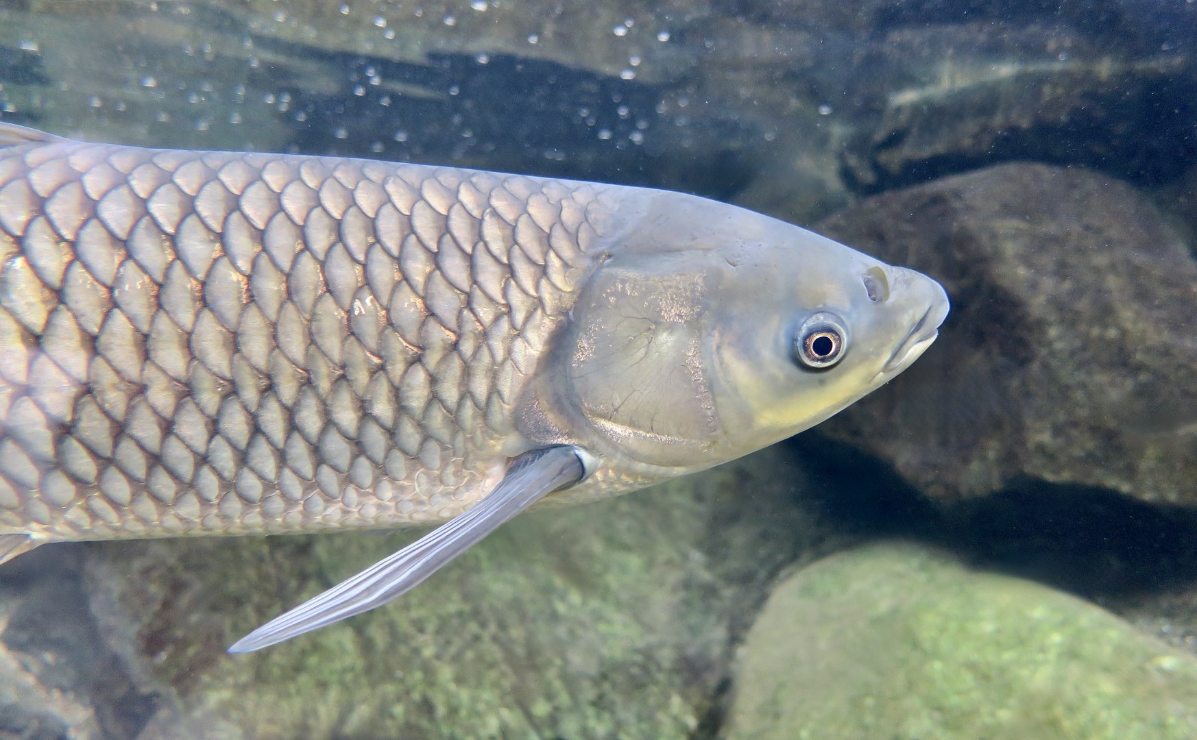 Grass Carp (Ctenopharyngodon idella) - Xpark
