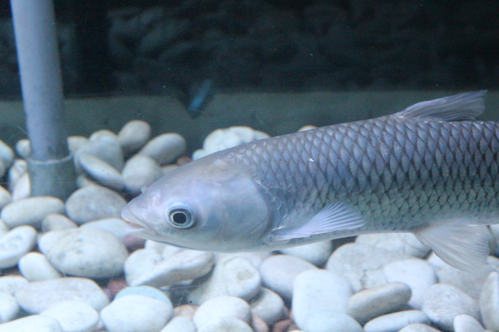 Grass carp (Ctenopharyngodon idella)