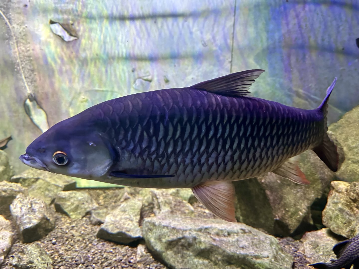 Grass carp (Ctenopharyngodon idella)