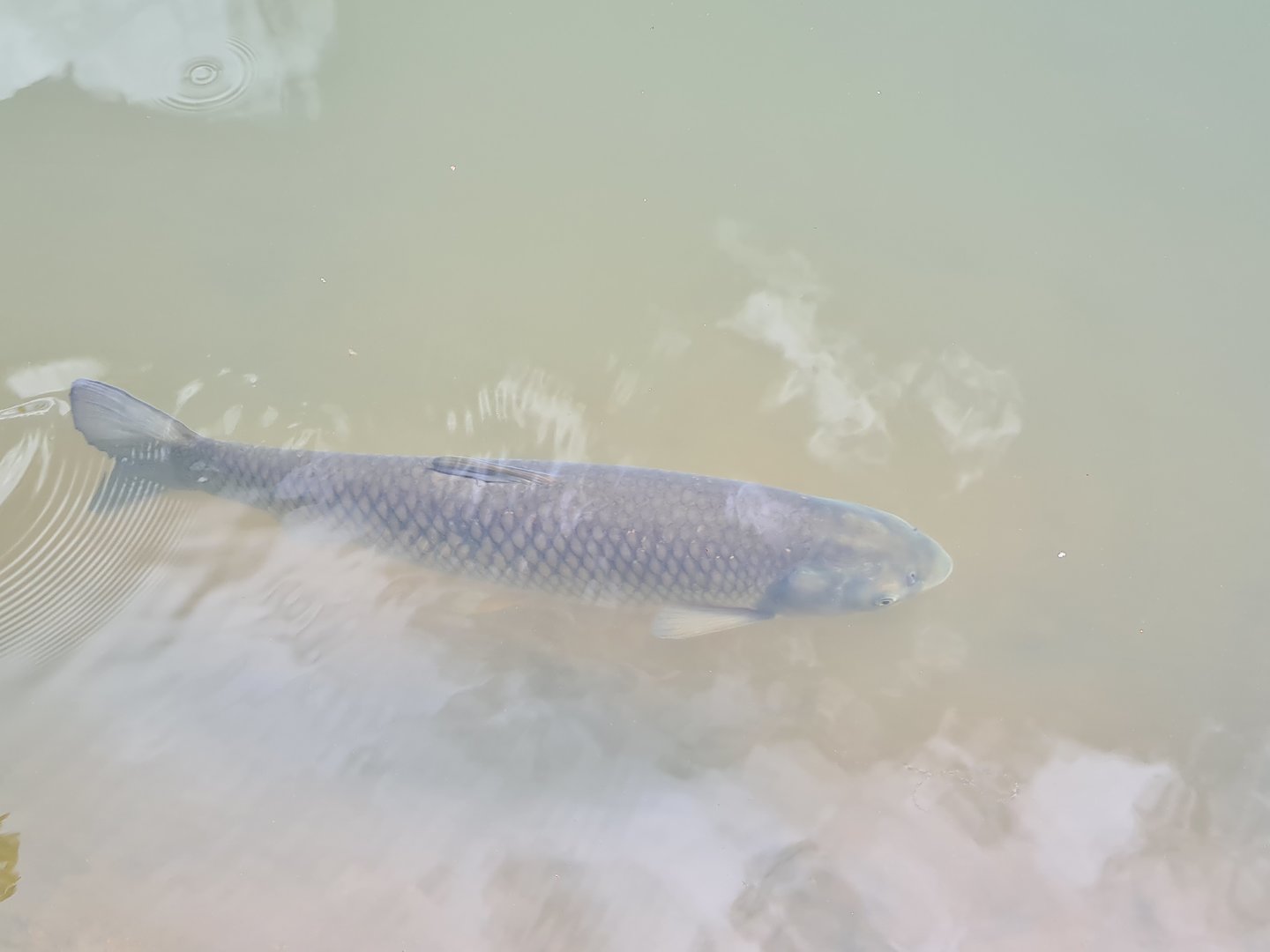 Grass carp in African penguin pond