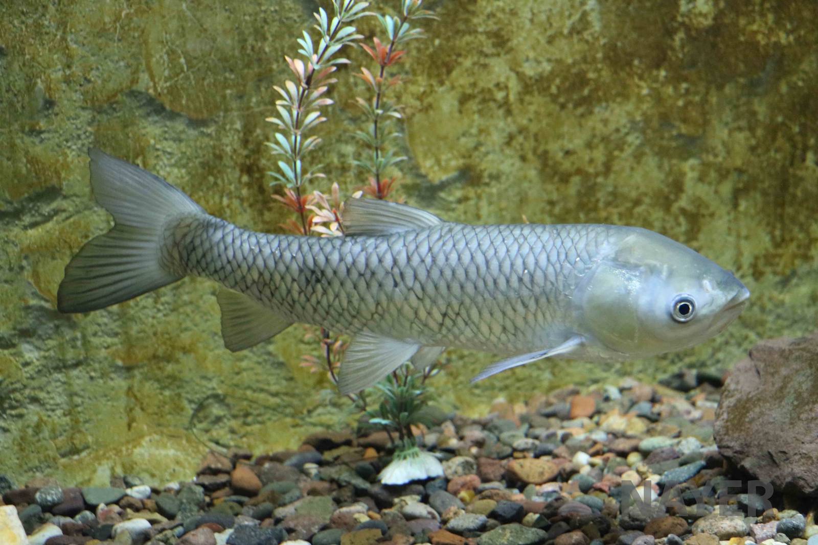 Grass carp - Mendoza Aquarium, April 2016