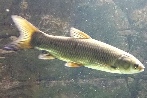 Grass Carp