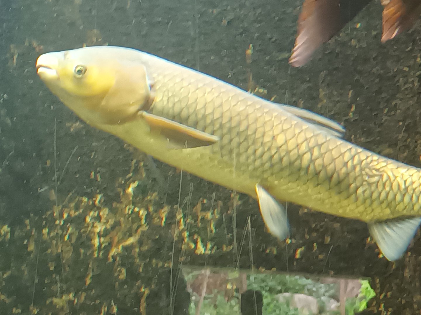Grass Carp
