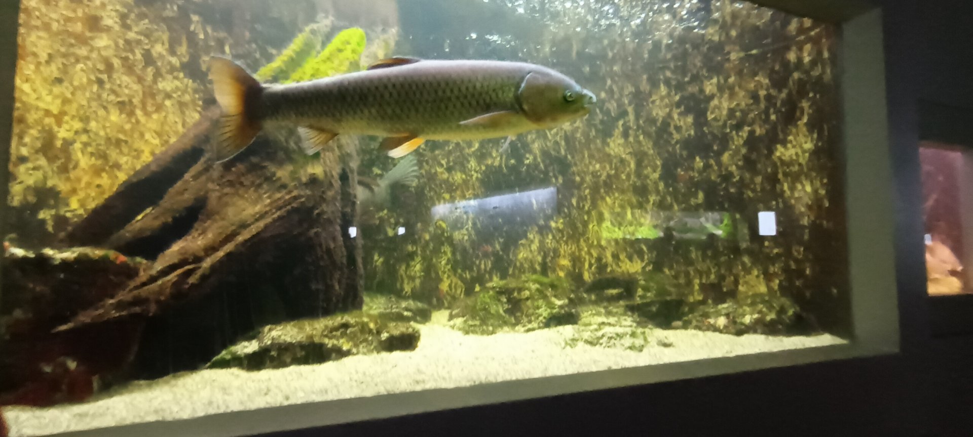 Grass Carp