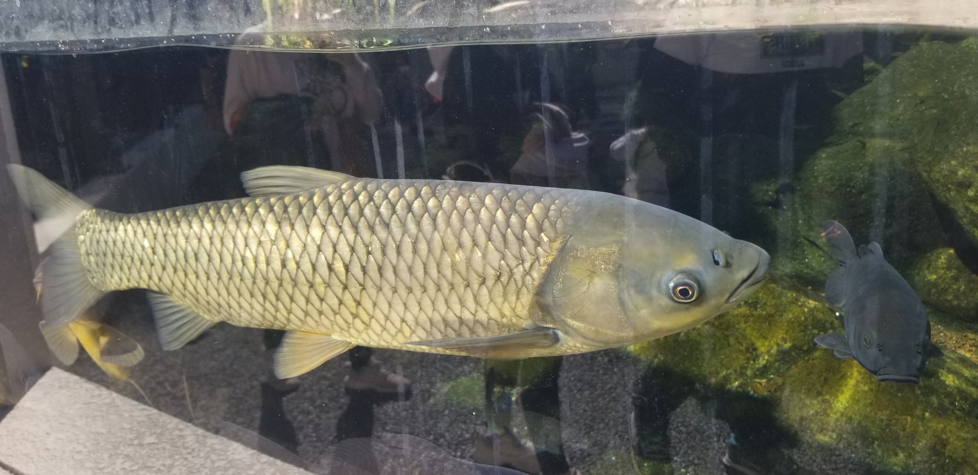 Grass Carp
