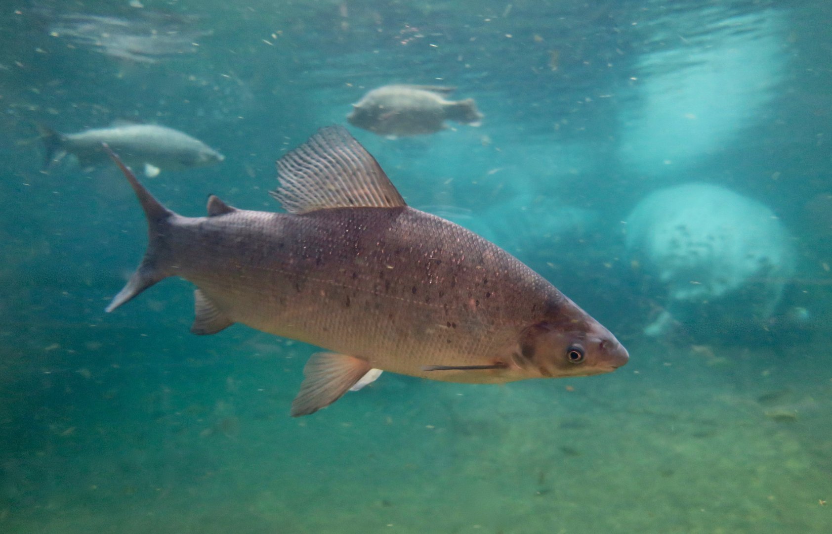 Grass-Eater (Distichodus rostratus)