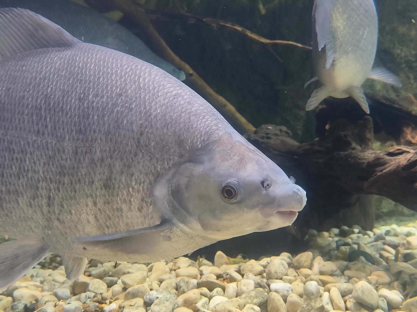 Grass-Eater (Distichodus rostratus)