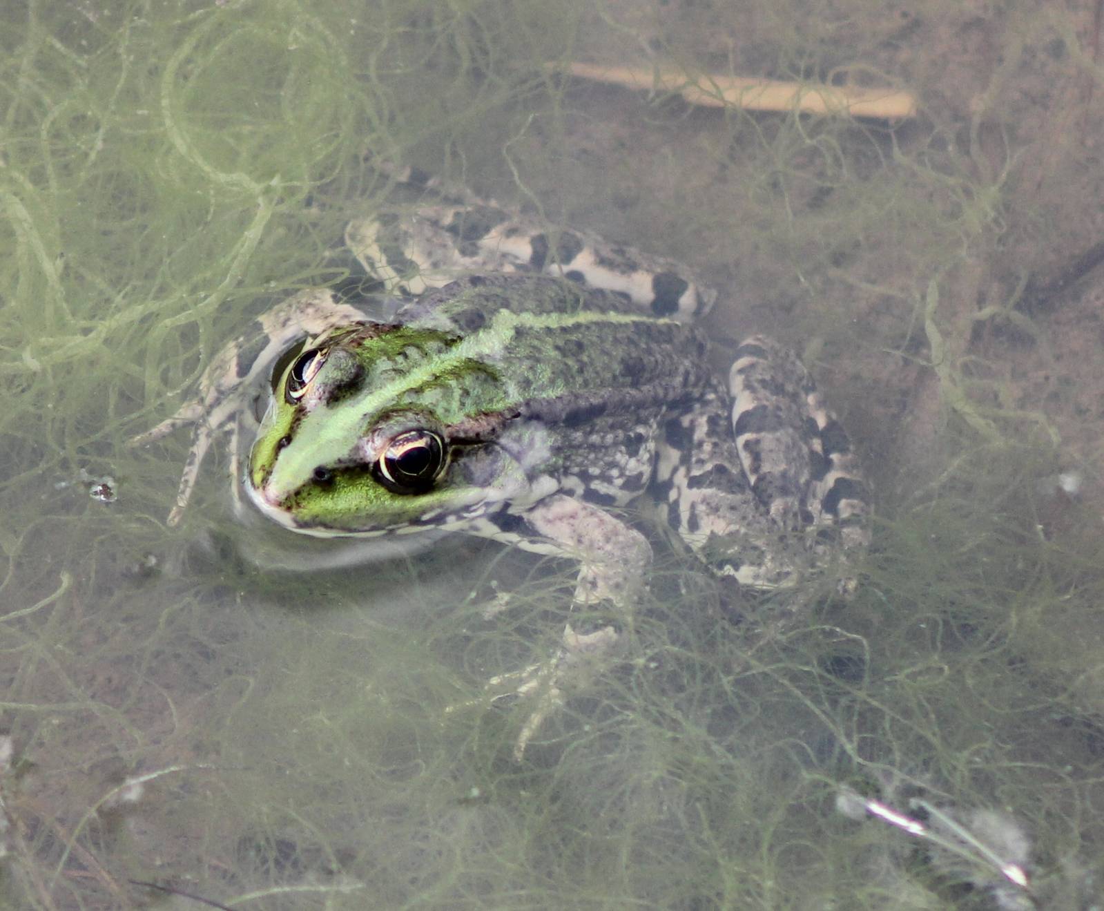 Grass frog