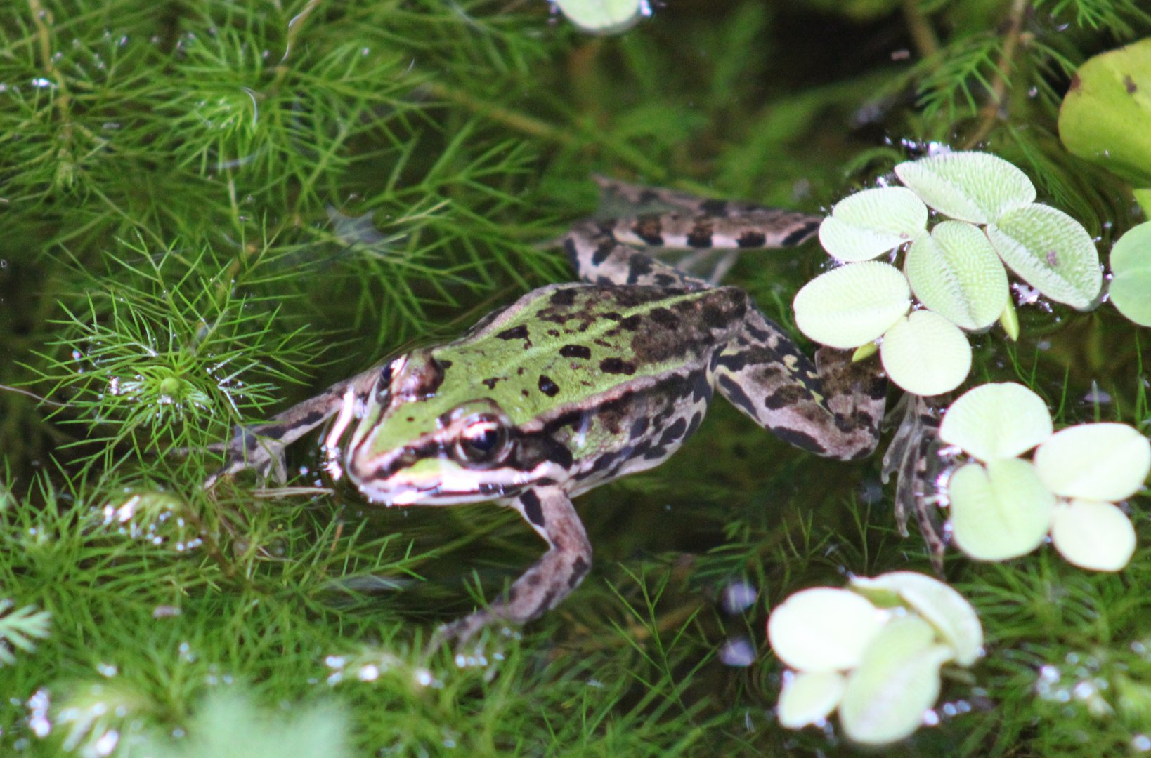 Grass frog