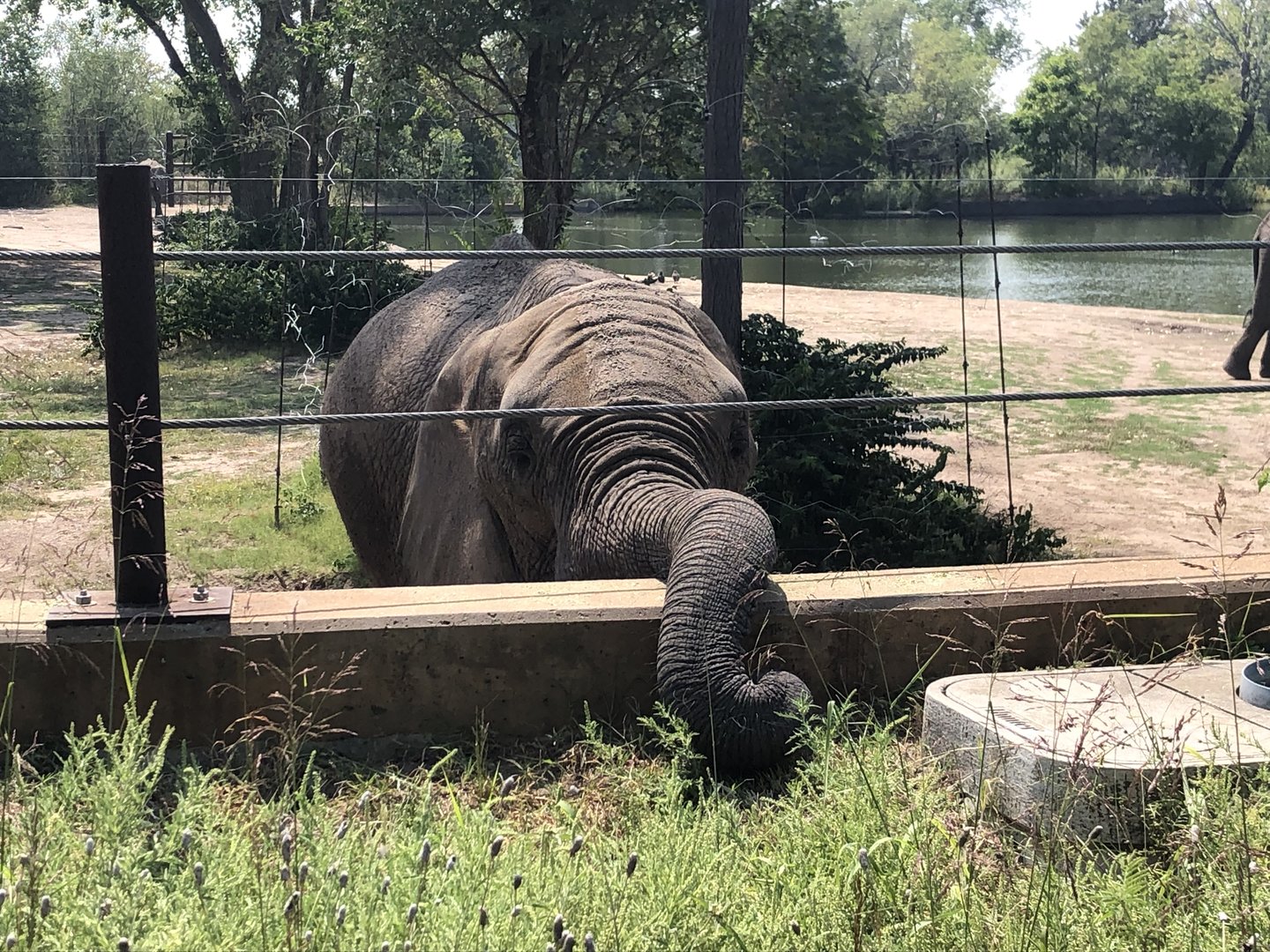 Grass is Greener on the Otherside