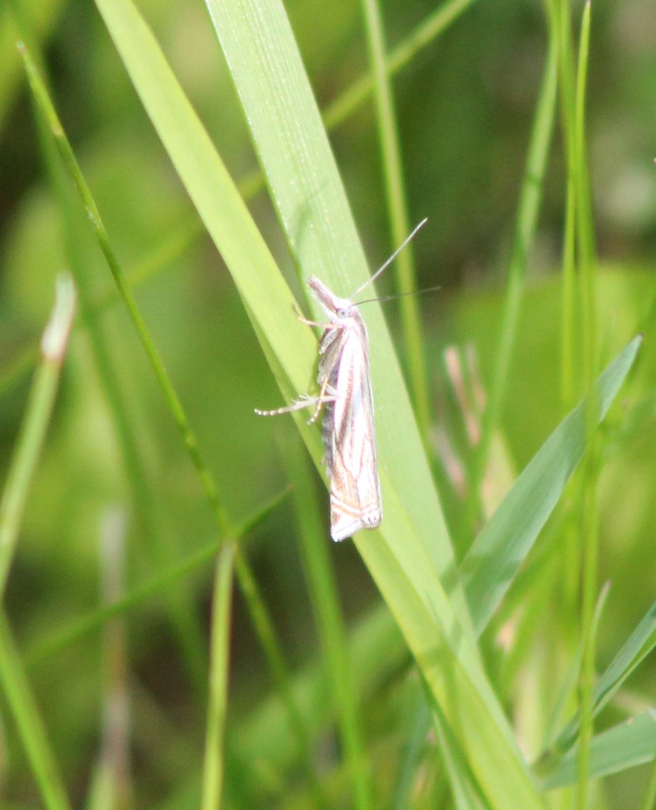 Grass moth