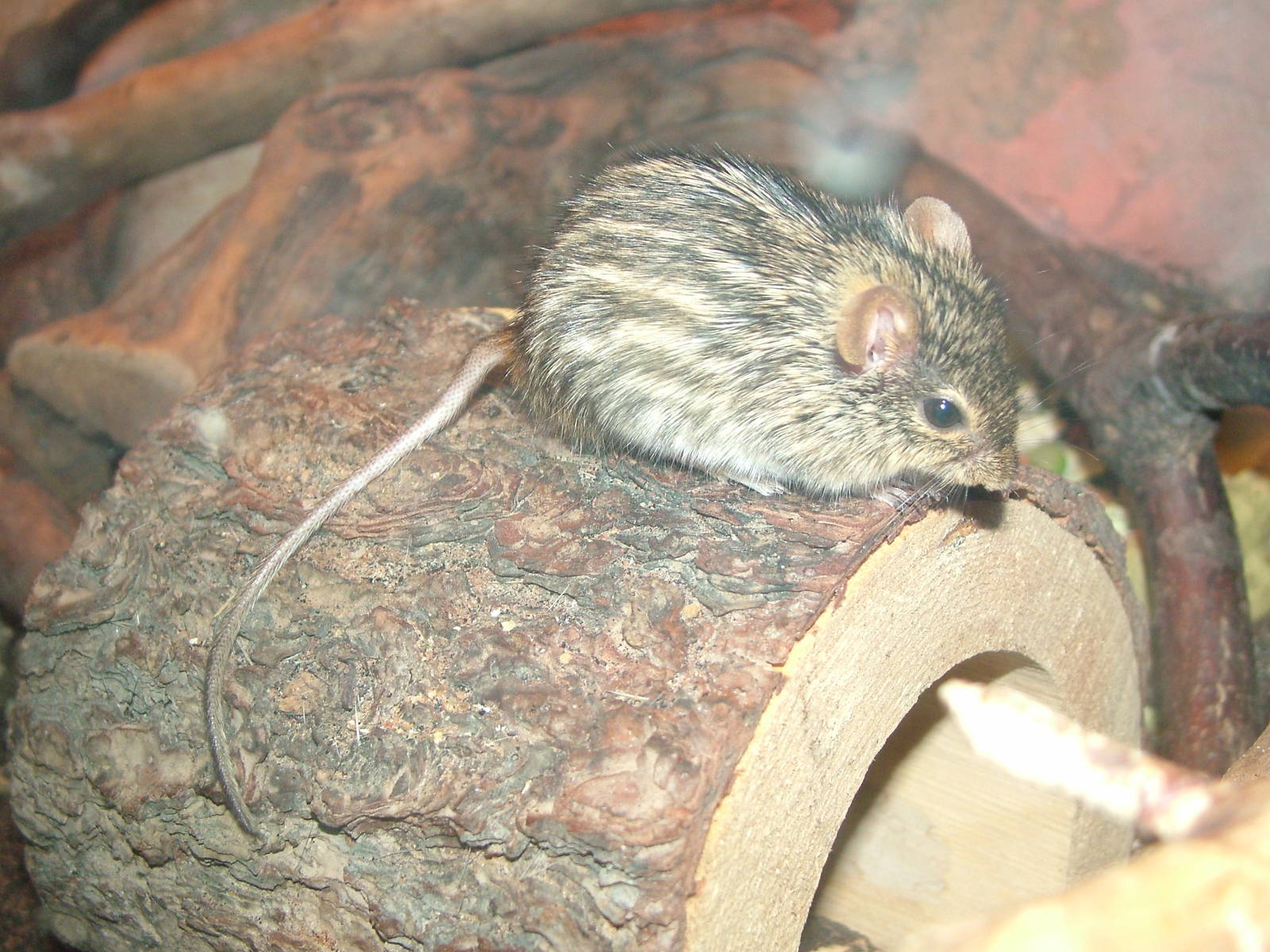 Grass Mouse at Tropical World 01/08/09