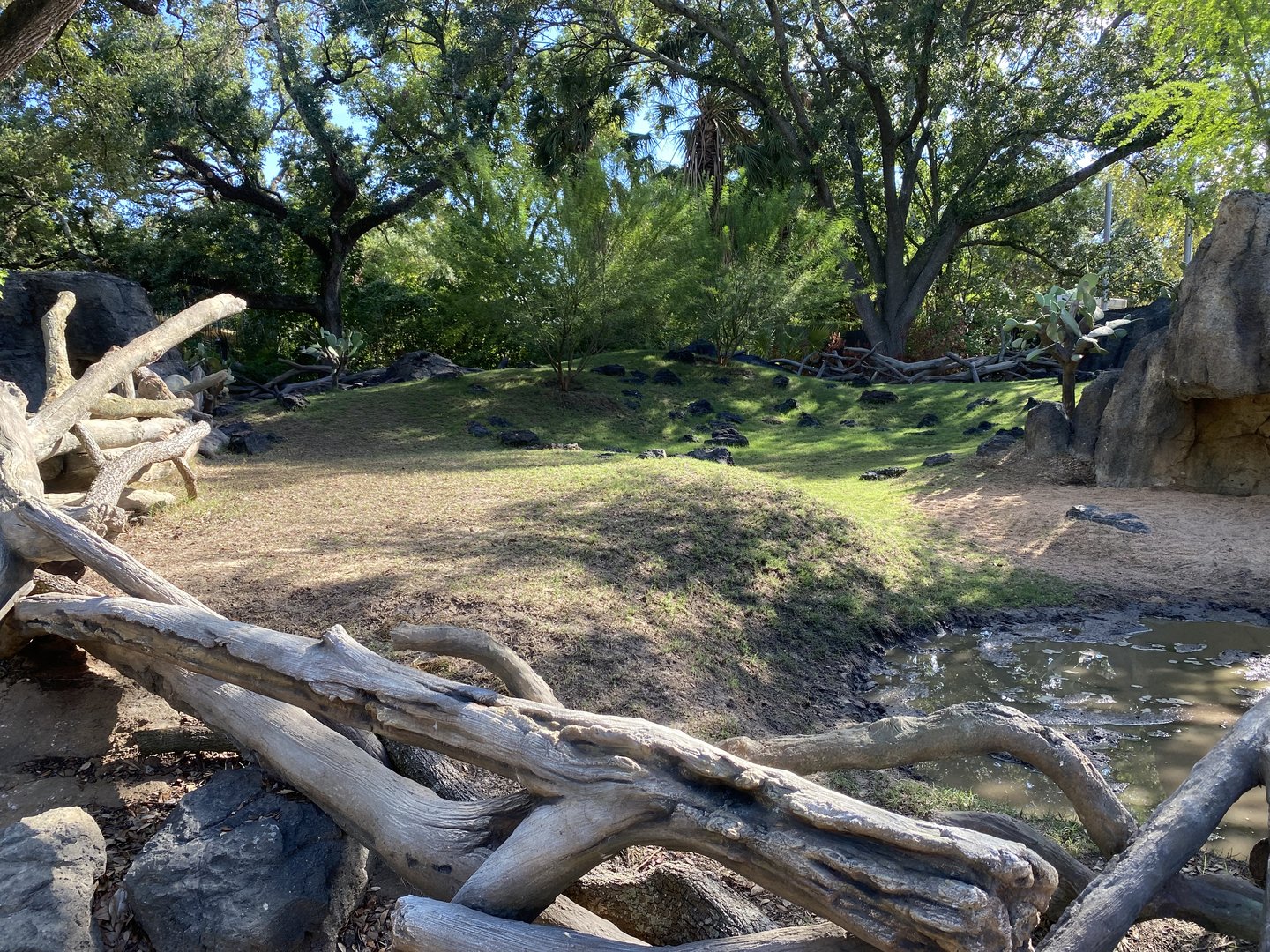 Grass of the Galapagos Tortoise exhibit after enduring the Texas Summer