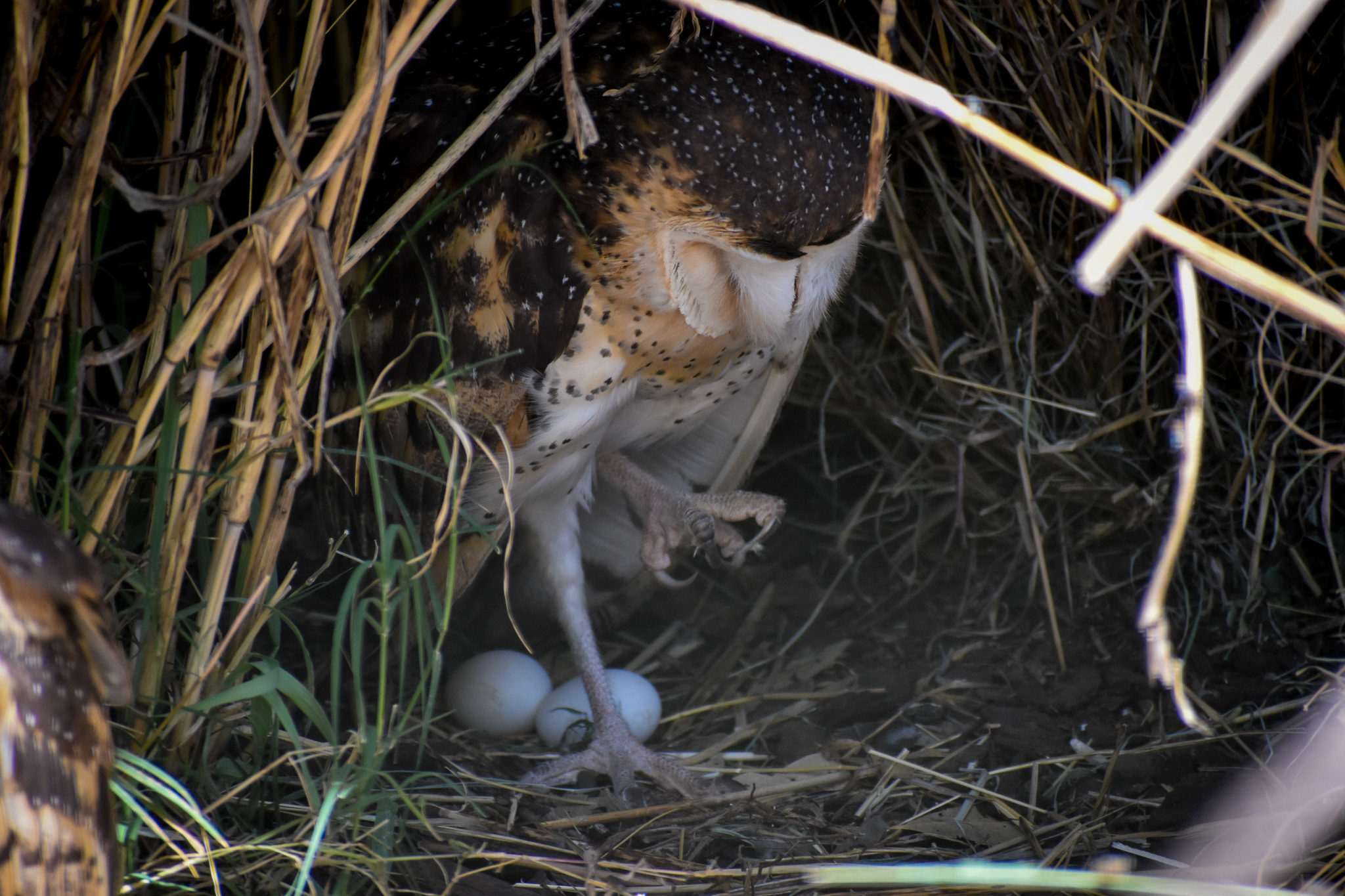 Grass Owl Eggs