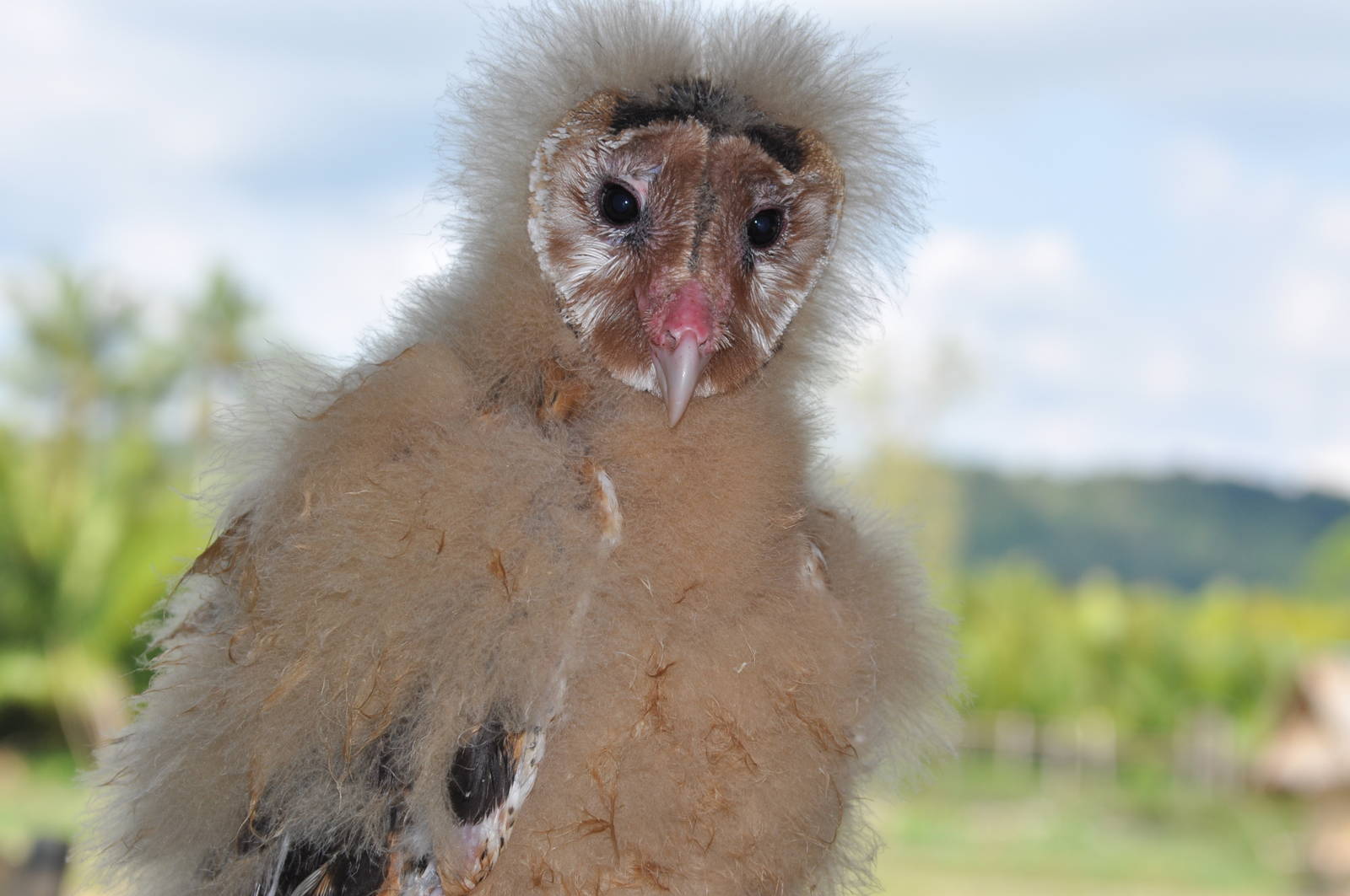 Grass owl/ Tyto longimembris amauronota