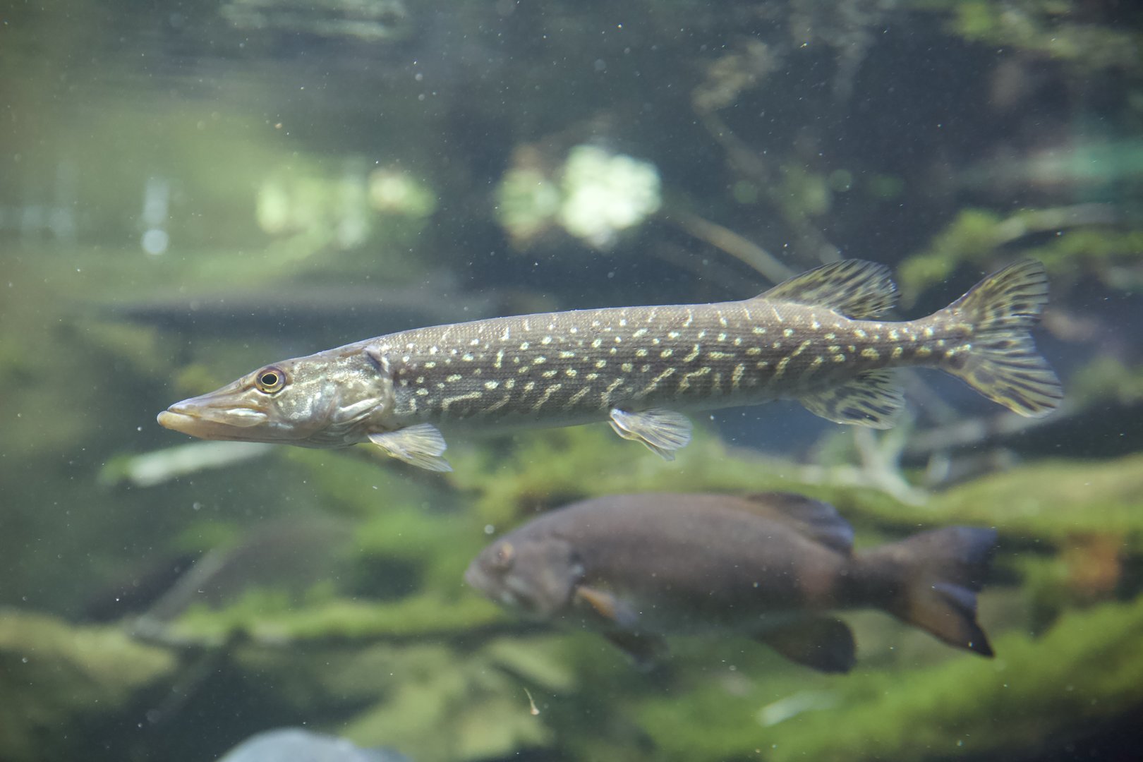 Grass Pickerel/ Esox americanus vermiculatus