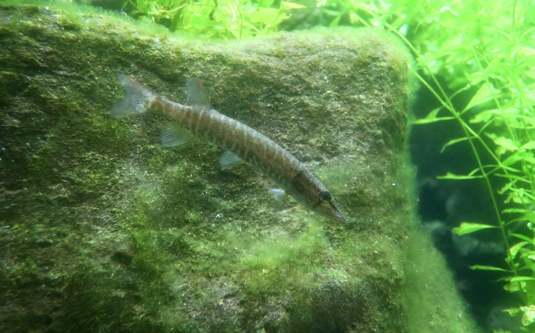 Grass Pickerel (Esox americanus vermiculatus)