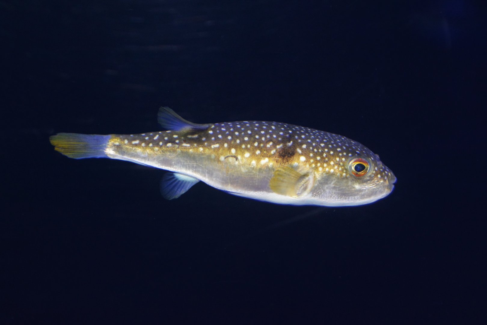 Grass puffer (Takifugu niphobles)