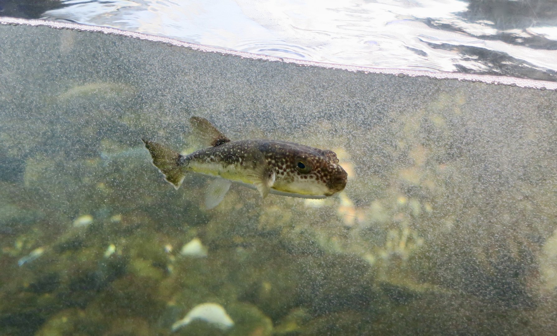 Grass Puffer (Takifugu niphobles)