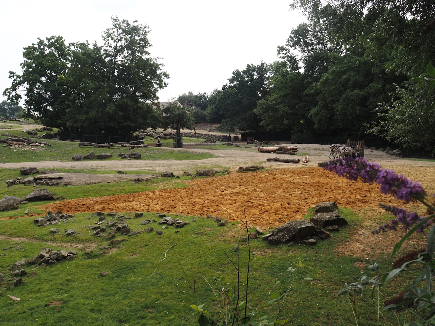 Grass savanna exhibit, 2024-08-05