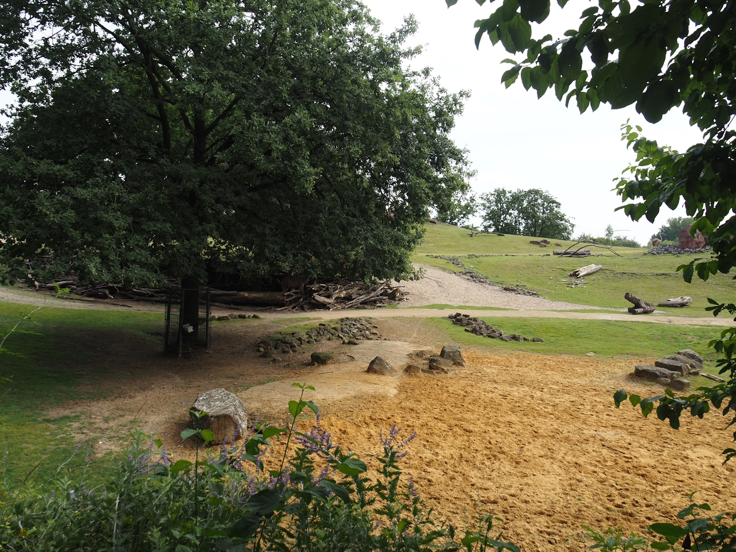 Grass savanna exhibit, 2024-08-05