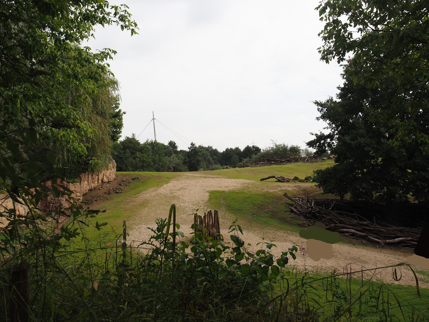 Grass savanna exhibit, 2024-08-05
