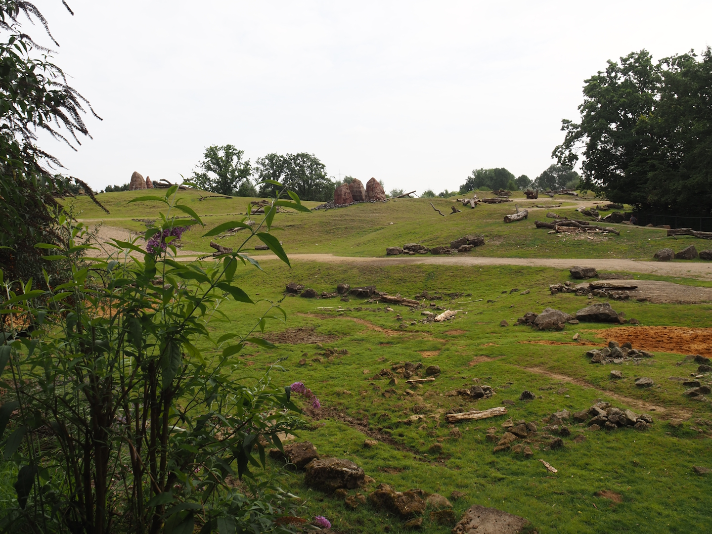 Grass savanna exhibit, 2024-08-05
