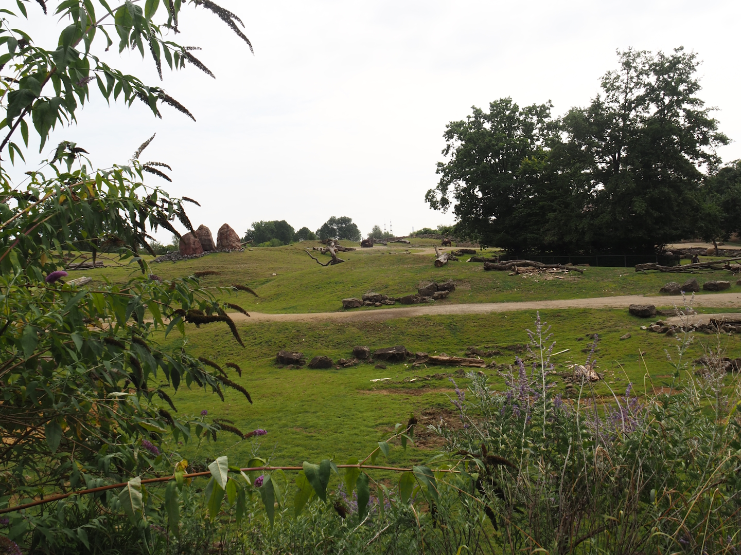 Grass savanna exhibit, 2024-08-05