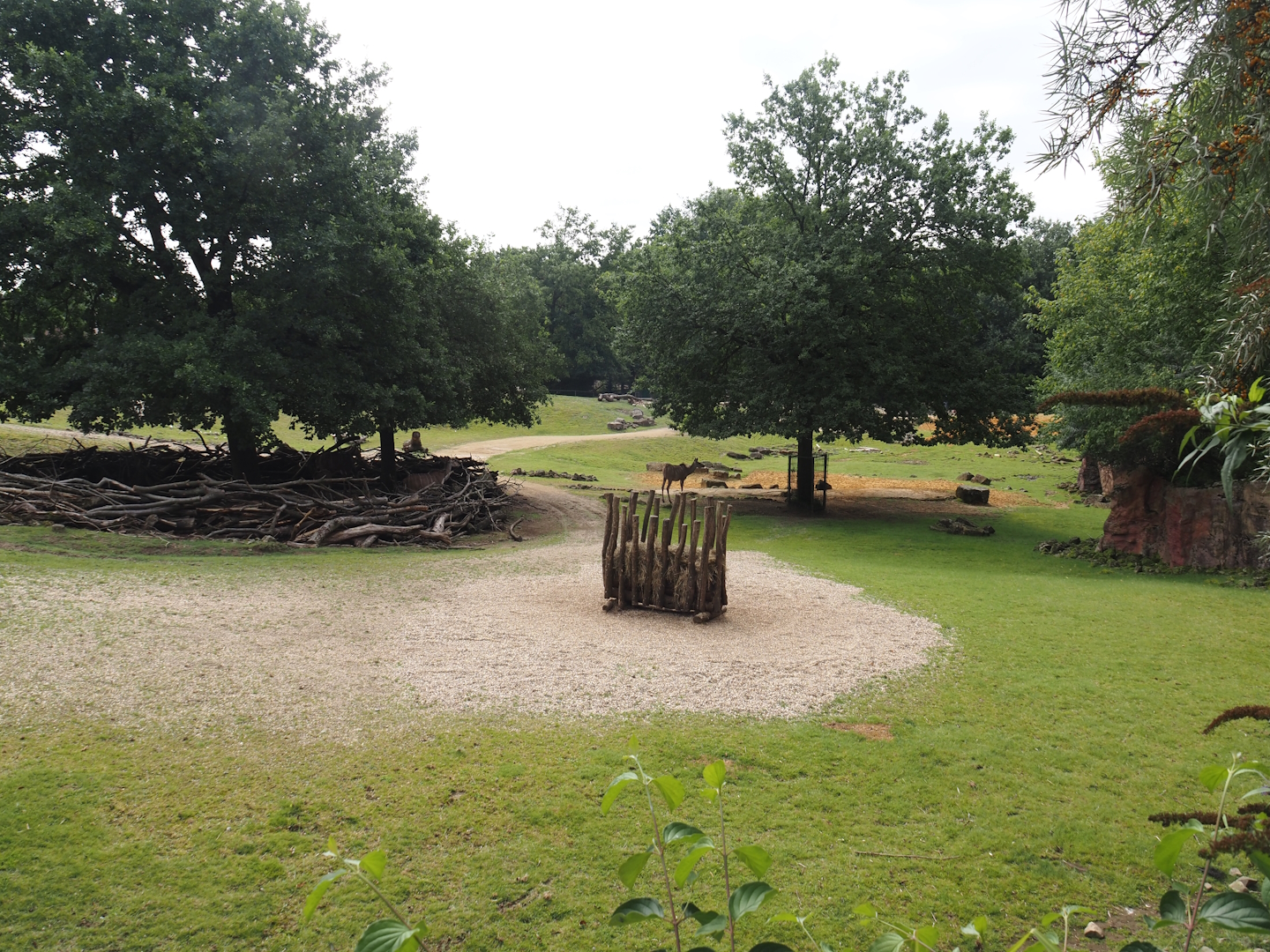 Grass savanna exhibit, 2024-08-05