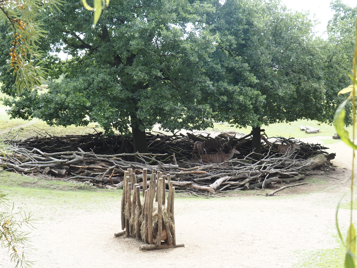 Grass savanna exhibit - Scrub resting area, used by greater kudus at the time of my visit, 2024-08-05