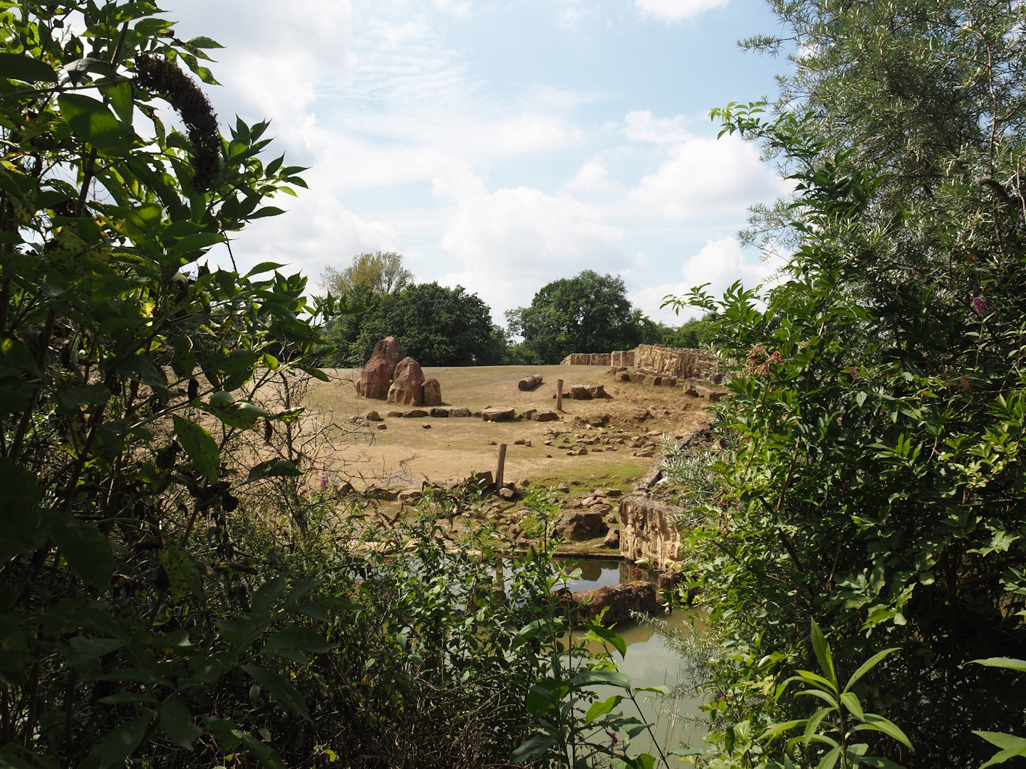 Grass savanna exhibit - Southern white rhinoceros exhibit, 2024-08-05